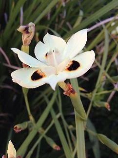 Dancing princess Taken during daylight hours. Focused in on the flower.  Dietes bicolor