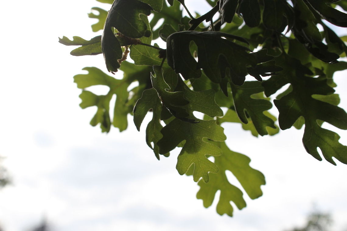 A quiet breezy Focused closely on the leaves of a tree. I kept taking pictures of it while the air kept the leaves moving. I wanted the notion on motion to be seen in the picture.