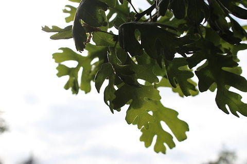 A quiet breezy Focused closely on the leaves of a tree. I kept taking pictures of it while the air kept the leaves moving. I wanted the notion on motion to be seen in the picture.