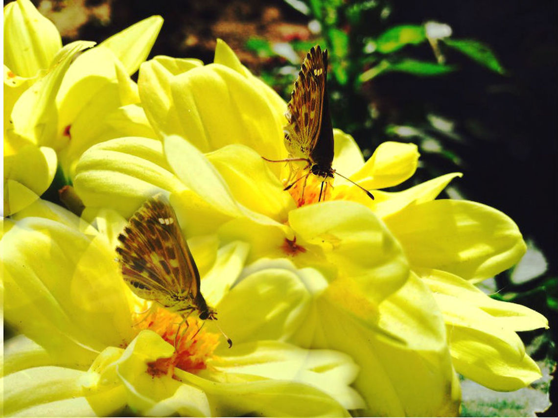 Perfection A butterfly in my Mom&#039;s garden  Butterfly,perfection