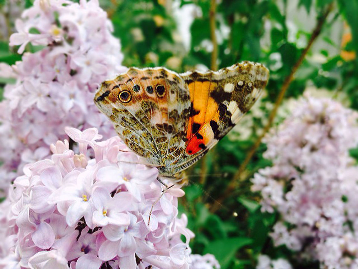 butterfly  Painted Lady,Vanessa cardui