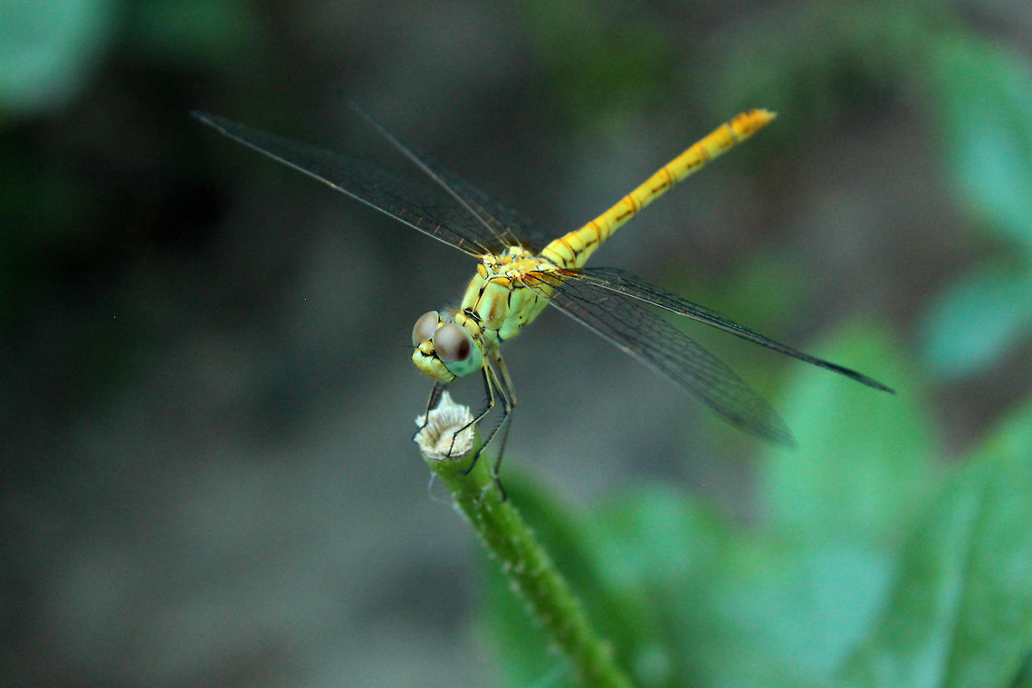 A dragonfly