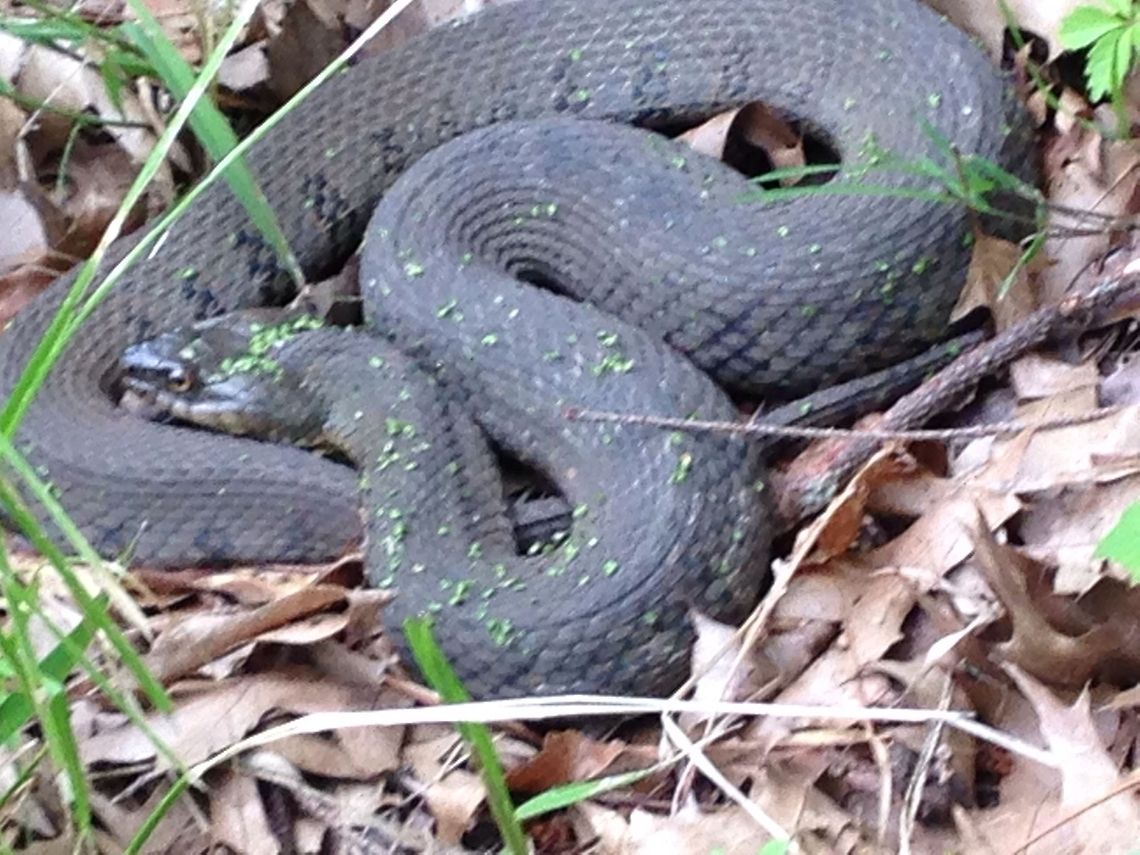 water snake