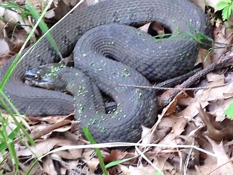 water snake
