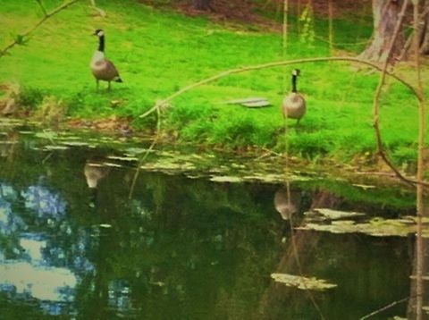 geese!  Branta canadensis,Canada Goose