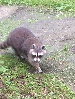 racoon!  Procyon lotor,Raccoon