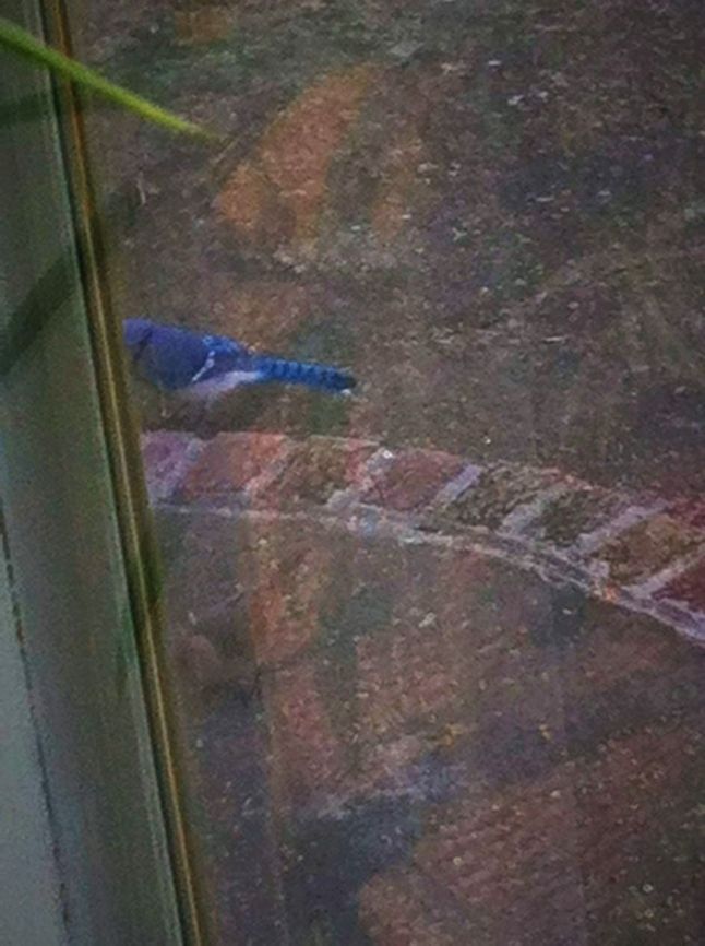 bluejay!  Blue jay,Cyanocitta cristata