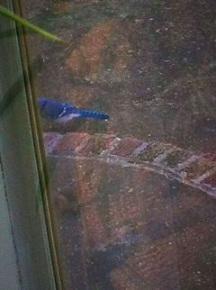 bluejay!  Blue jay,Cyanocitta cristata