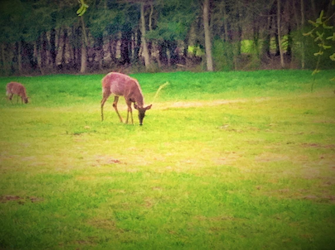 deer  Geotagged,United States