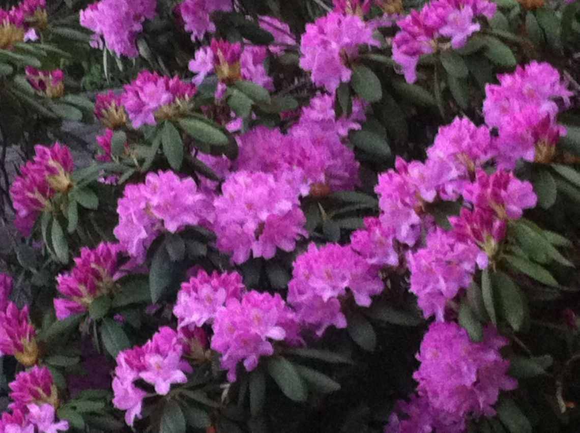 rhododendrum bush