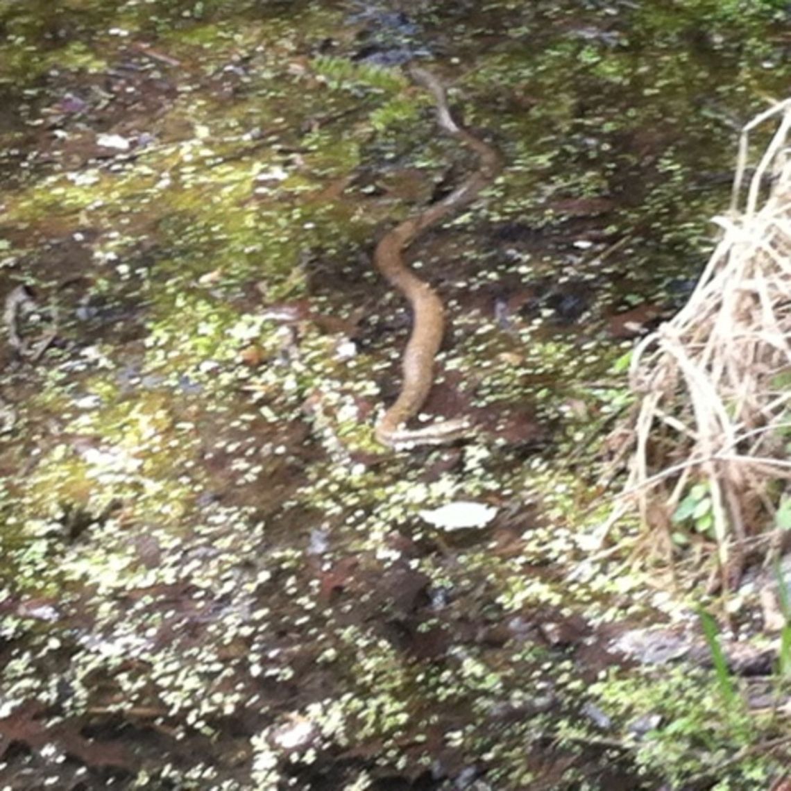 water snake