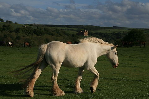 White horse walking A splendid white horse walking on a green field in Scotland Domestic horse,Equus ferus caballus,Horse,Mammals,Scotland,United Kingdom