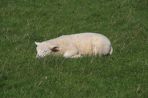 White lamb taking a nap During the spring time Scotland is full of white and cute looking lambs. Domestic sheep,Lamb,Ovis aries,Scotland,Sheep,Sleeping