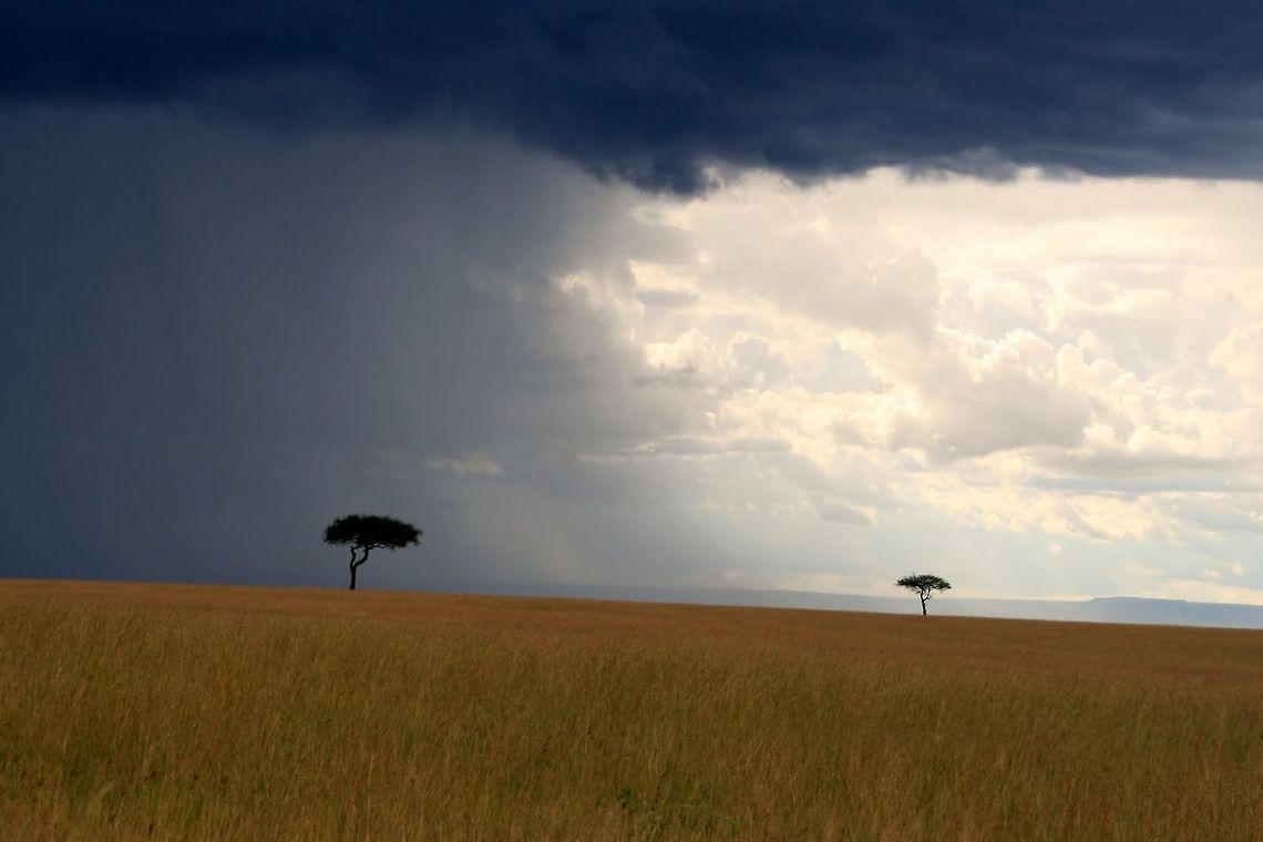 Storm coming over Maasai Mara National Reserve in Kenya, Africa Two Acacia trees in the distance just before a storm came to the Maasai Mara Park.  Acacia,Africa,Grassland,Kenya,Landscapes,Maasai Mara National Reserve,Natural events,Savanna,Storm