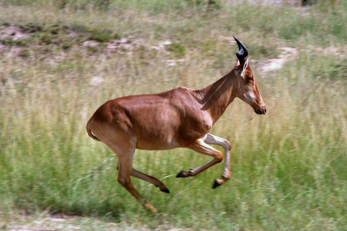 Coke's Hartebeest running in Maasai Mara Park Coke&#039;s Hartebeest antilope running away in Maasai Mara Park in Kenya Africa,Alcelaphus buselaphus cokii,Antilope,Coke's Hartebeest,Cokes Hartebeest,Kenya,Kongoni,Maasai Mara National Reserve,Mammals