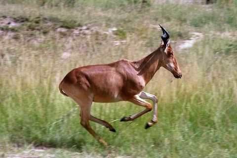 Coke's Hartebeest running in Maasai Mara Park Coke's Hartebeest antilope running away in Maasai Mara Park in Kenya Africa,Alcelaphus buselaphus cokii,Antilope,Coke's Hartebeest,Cokes Hartebeest,Kenya,Kongoni,Maasai Mara National Reserve,Mammals