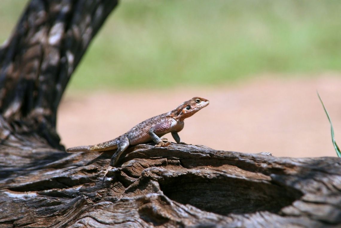 Female Agama Lizard Female Agama Lizard basking in the sun at Maasai Mara Park. Africa,Agama mwanzae,Lizard,Maasai Mara National Reserve,Mwanza Flat-headed Agama,Reptiles,Reserve,agama,kenya
