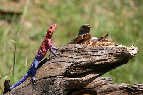 Male Agama Lizard basking in the sun. Male Agama Lizard basking in the sun at the Maasai Mara Park in Kenya. Africa,Agama mwanzae,Lizard,Maasai Mara National Reserve,Mwanza Flat-headed Agama,Reptiles,Reserve,agama,kenya