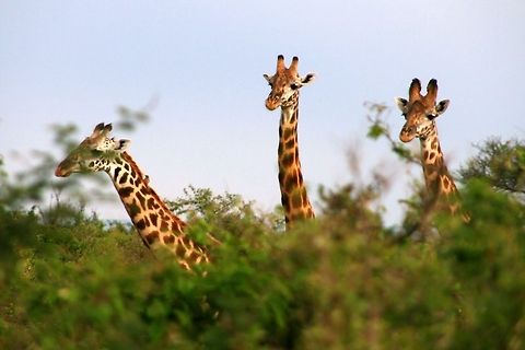 Maasai Giraffes Three heads of Masai giraffes in Maasai Mara Park in Kenia Africa,Giraffa camelopardalis tippelskirchi,Giraffe,Kenya,Maasai Giraffe,Maasai Giraffes,Maasai Mara National Reserve,Mammals