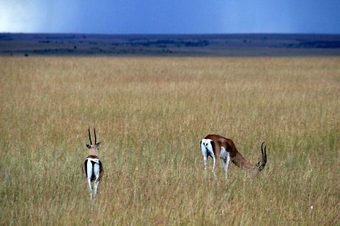 Grant Gazelle Two Grant Gazelles in Maasai Mara Park in Kenya. There is storm and rain on the horizon. Africa,Gazelle,Grant Gazelle,Grants Gazelle,Kenya,Maasai Mara National Reserve,Mammals,Nanger granti,Savanna