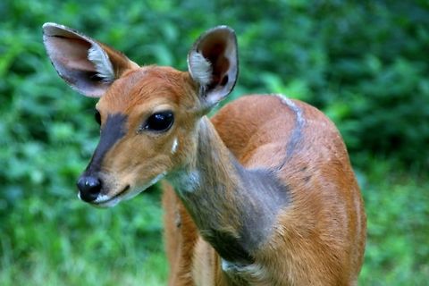 Bushbuck The bushbuck is the most widespread antelope in Sub-Saharan Africa Africa,Bushbuck,Bushbuck  (Imbabala and Kéwel),Maasai Mara National Reserve,Mammals,Reserve,Tragelaphus scriptus and Tragelaphus sylvaticus,antelope,kenya
