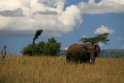 African Elephant African elephant walking on savanna grassland in Maasai Mara Park in Kenya Africa,African Bush Elephant,African Elephant,Elephant,Loxodonta africana,Maasai Mara National Reserve,Mammals,Reserve,Savanna,kenya
