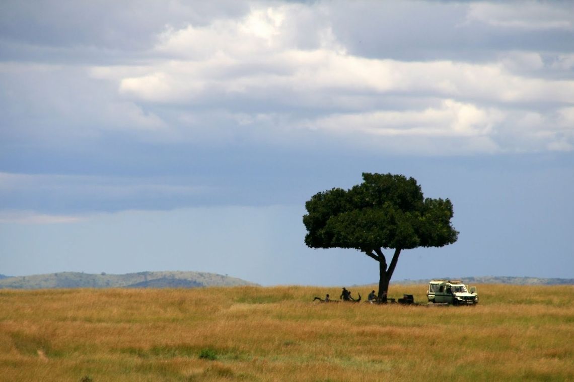 Safari lunch time Lunch time in a shadow of a lonely tree at Maasai Mara Park in Kenya. Before you get out of the jeep it&#039;s advised to check if there aren&#039;t any Leopards sleeping on the tree. Africa,Landscapes,Maasai Mara National Reserve,Savanna,kenya