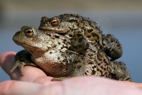 Frogs in Amplexus Male and female frog during pseudocopulation called Amplexus. Amphibians,Amplexus,Closeup,Scotland,United Kingdom,frog,pseudocopulation