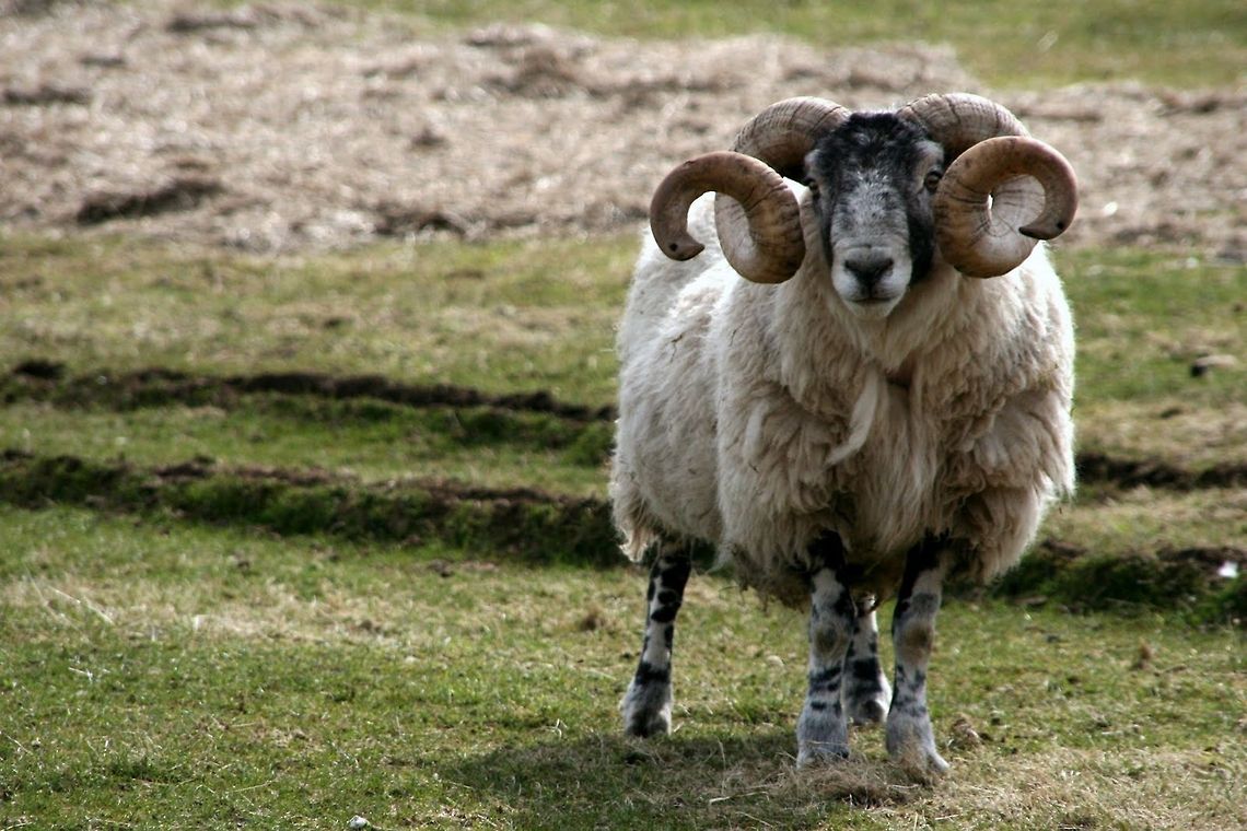 Scottish Blackface Ram This ram managed to get tangled in a fence with it&#039;s horns. It took me 10 minutes to get it unhooked. Domestic sheep,Mammals,Ovis aries,Ram,Scotland,Sheep,United Kingdom