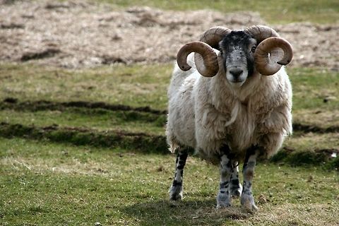 Scottish Blackface Ram This ram managed to get tangled in a fence with it's horns. It took me 10 minutes to get it unhooked. Domestic sheep,Mammals,Ovis aries,Ram,Scotland,Sheep,United Kingdom
