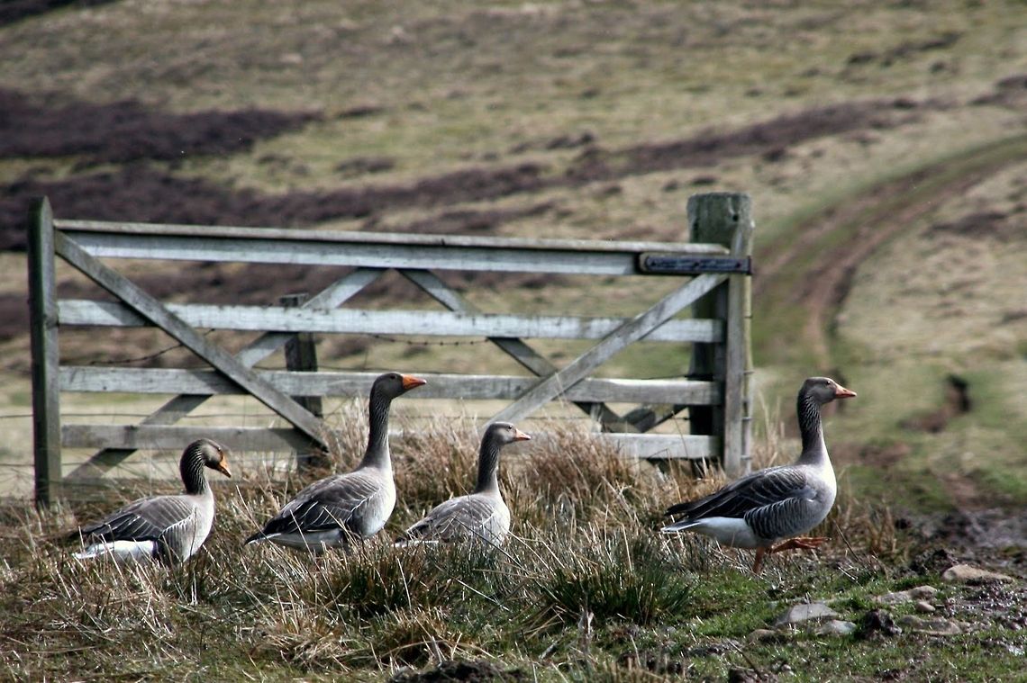 Geese parade Goose following a goose in a geese guggle<br />
<br />
try to read it fast :) Birds,Goose,Greylag Goose,Scotland,United Kingdom