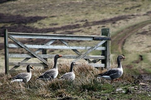 Geese parade Goose following a goose in a geese guggle

try to read it fast :) Birds,Goose,Greylag Goose,Scotland,United Kingdom