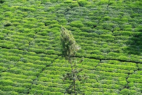 Tea plantation Tea fields on the hills in Kenya Africa,Landscapes,Tea plantation,kenya