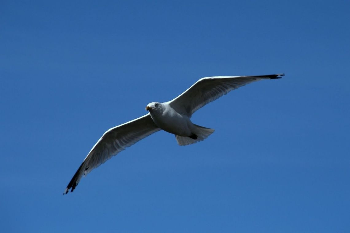 Seagull Flying seagull and blue sky. Birds,Flight,Larus ridibundus,Scotland,United Kingdom,seagull