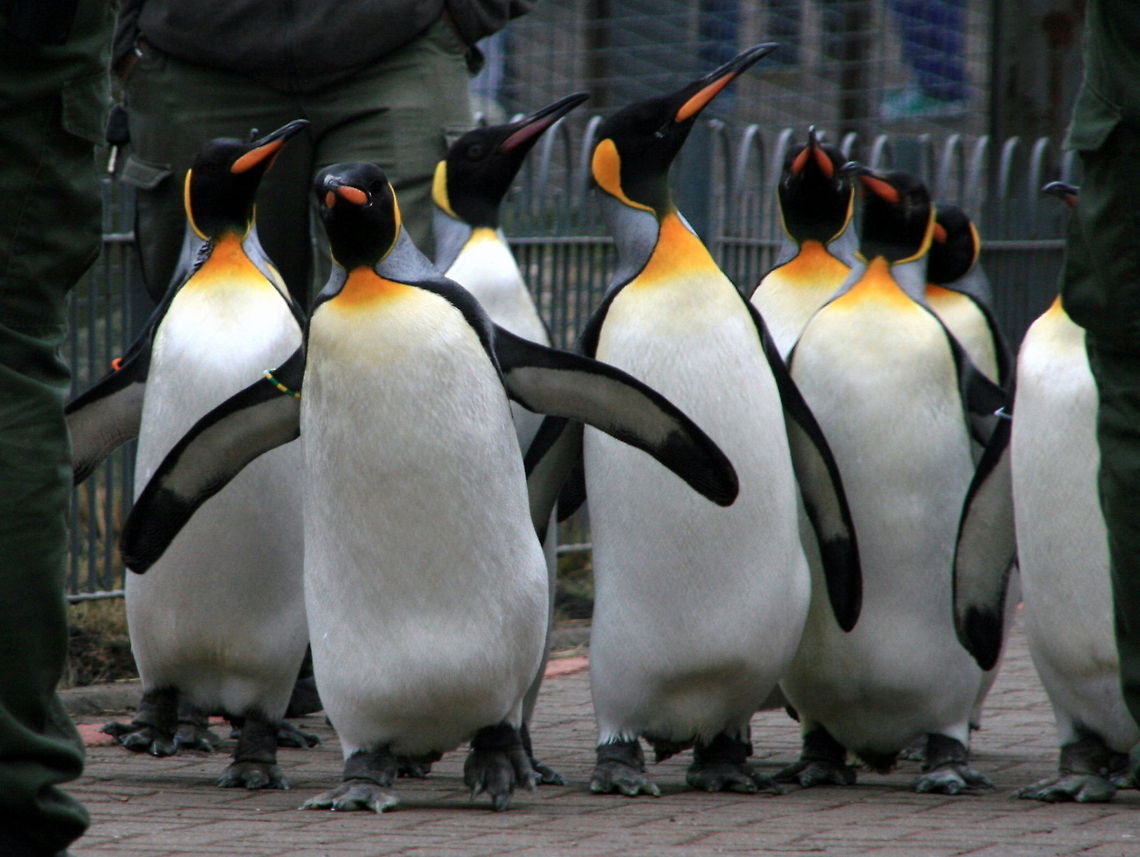 Penguins parade Emperor penguins parade in the Edinburgh Zoo. A popular daily event whereby many penguins are let out of their enclosure, and waddle round the penguin plaza after their keepers through a gathered crowd of observing public visitors. Birds,Edinburgh,Emperor penguins,Flightless birds,Penguins,Scotland,Spheniscidae,Zoo,aquatic birds