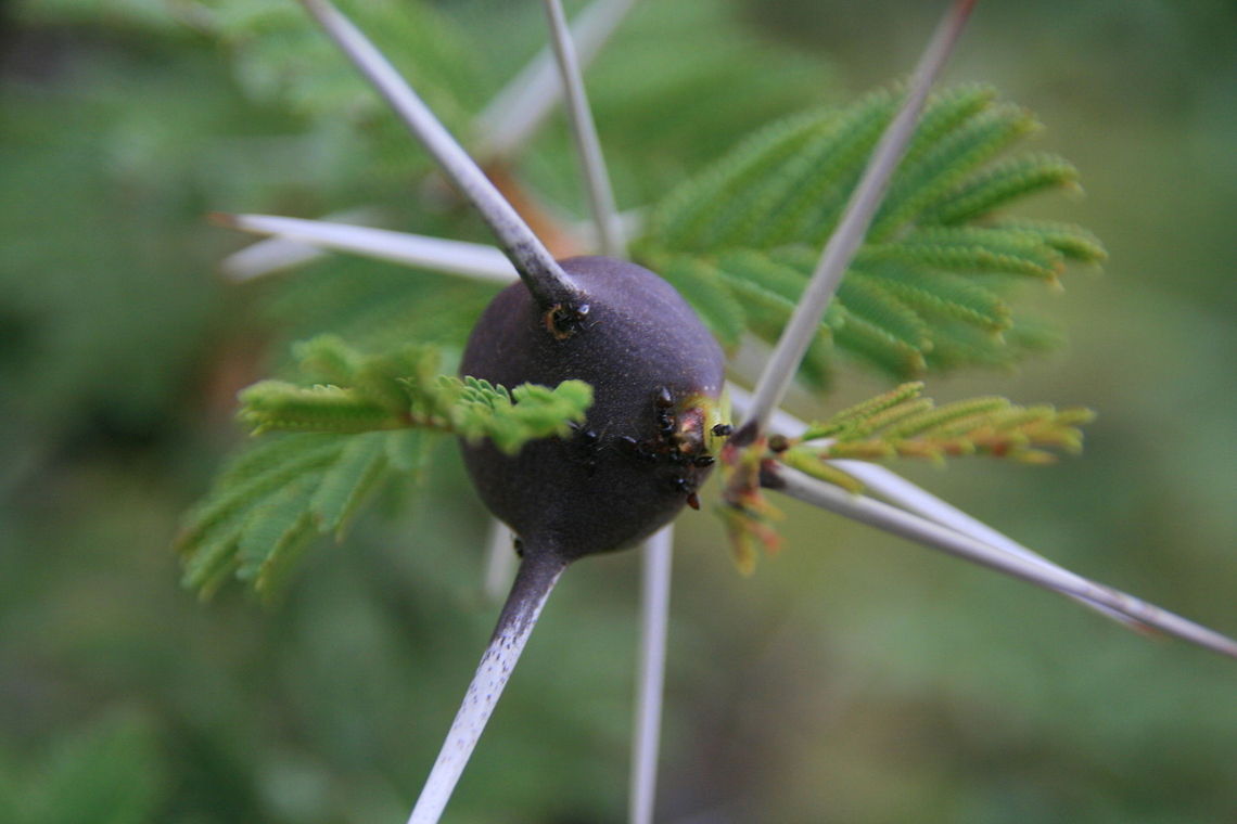 Ants living on a Whistling Thorn (Acacia drepanolobium) The common name of the plant (whistling thorn, whistling acacia) is derived from the observation that when wind blows over bulbous thorns in which ants have made entry/exit holes, they create a whistling noise.<br />
<br />
Swollen thorns are naturally hollow and occupied by any one of several symbiotic ants species. These ant protect acacia from animals trying to eat the leaves.  Acacia,Acacia drepanolobium,Africa,Ants,Eastern Africa,Insects,Kenia,Maasai Mara,Macro,Plants