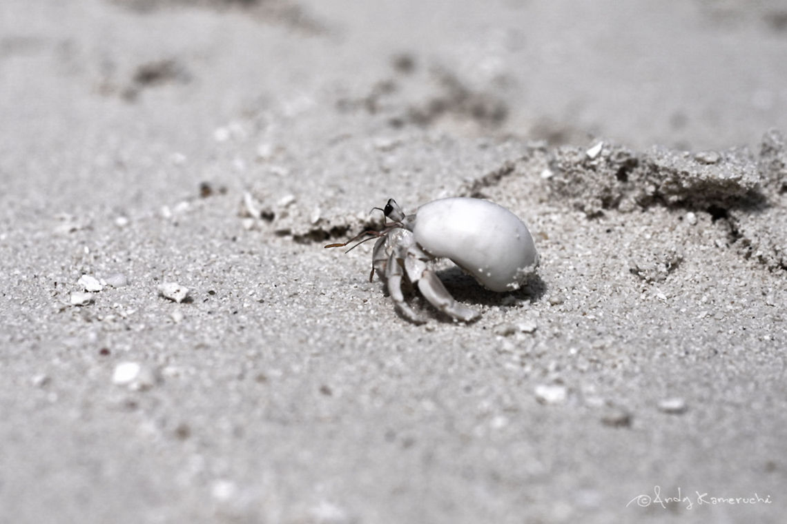The Alien Hermit To me this hermit crab looks pretty much like an Alien in this photo - And for some reason it makes me remember of the book &quot;The War of the Worlds&quot; Coenobita perlatus,Geotagged,Hermit Crab,Maldives,Strawberry Hermit Crab