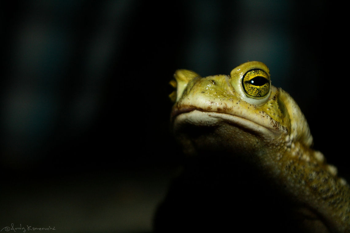 Anura posing Moving very slowly I managed to lay on the ground and get close enough (didnt have more than 50mm in my lens) to this lovely &quot;toad&quot;. Once I was done, he/she decided it was enough and went away.<br />
An anecdote on this photo: It was the second time I was meeting my fiance&#039;s family, we had just finished having dinner when I saw this toad near the table and I didnt have better idea than go and lay on the ground with the camera and external flash... When I looked back everyone was watching me :P <br />
BTW about the classification of the specie, looks like &quot;Rhinella&quot; species were once included in the &quot;Bufo&quot;s but now they are considered a subgenus by many herpetologists. Animals,Anura,Argentina,Geotagged,Rhinella arenarum,Toad,bufo arenarum,frog