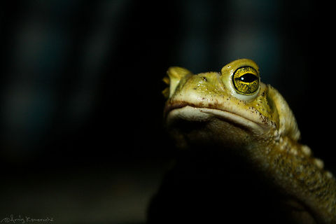 Argentine Toad