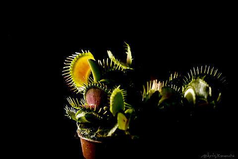 Waiting for a meal A Dionaea muscipula, or venus flytrap. Interesting fact about the name: While its name is "flytrap", in the wild this carnivorous plant's main prey is terrestrial arthropods, being flying insects only less than 5% of its diet. Carnivorous plant,Dionaea muscipula,Venus flytrap