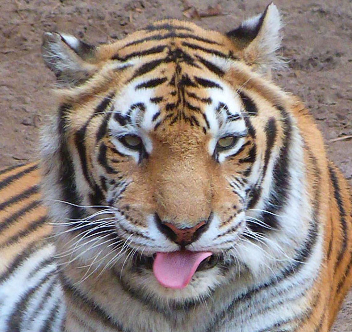 Tiger sticking out tongue  Feb 2012,Panthera tigris,Tiger