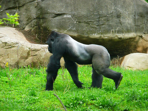 gorilla I believe this is a western lowland gorilla. Gorilla gorilla gorilla,Western lowland gorilla