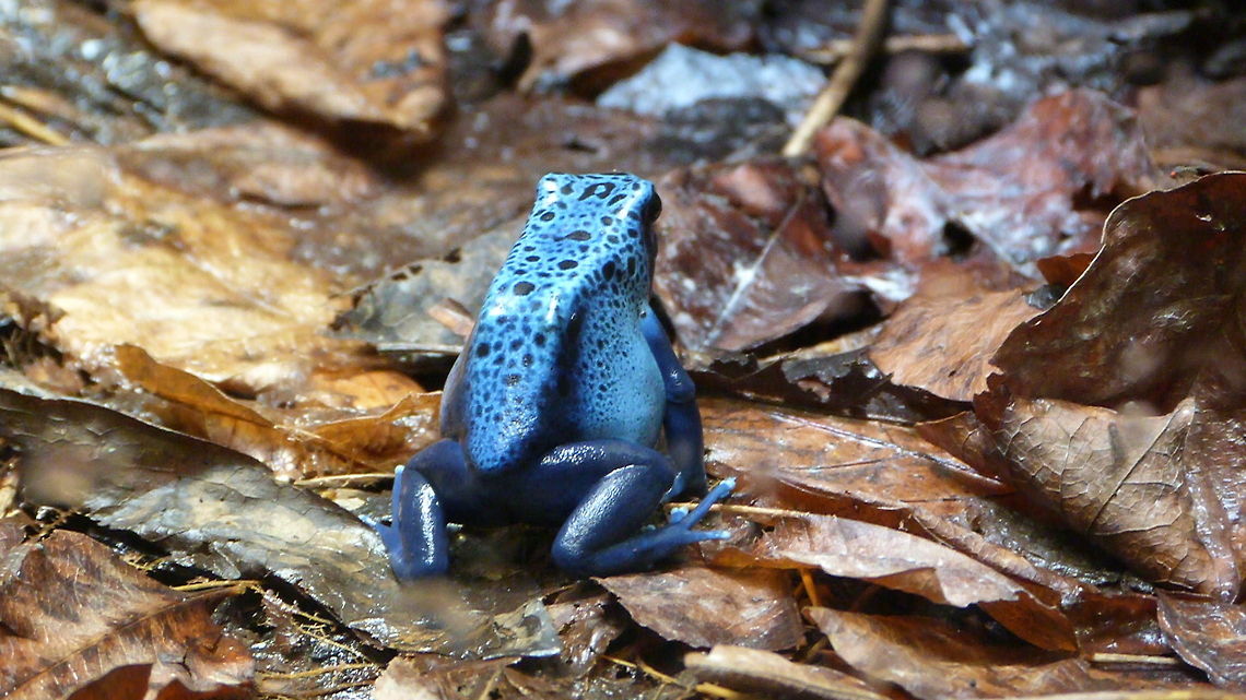 Blue Poison Dart Frog  Dendrobates tinctorius "azureus"