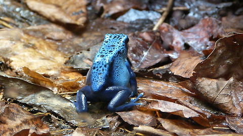 Blue Poison Dart Frog  Dendrobates tinctorius "azureus"