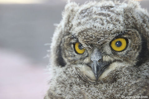 What you looking at? Spotted Eagle-Owl chick that had fallen from its nest. Bubo africanus,Spotted Eagle-Owl