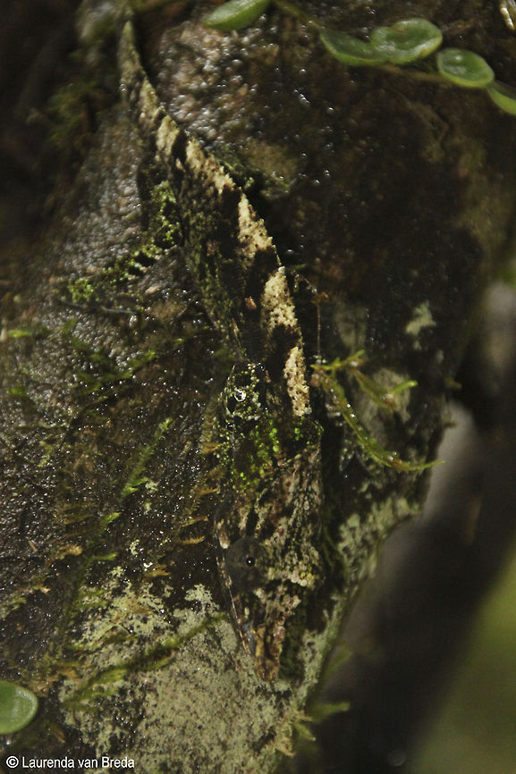 Now you see me, now you dont!  Geotagged,Madagascar