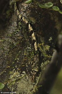 Now you see me, now you dont!  Geotagged,Madagascar