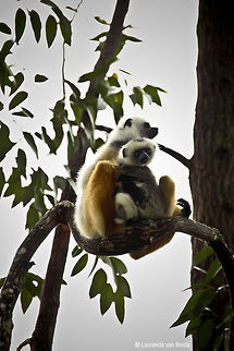 Plight of the Sifaka  Diademed sifaka,Geotagged,Madagascar,Propithecus diadema