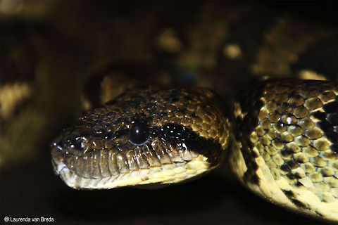 Up close and personal!  Boa manditra,Geotagged,Madagascar,Madagascar tree boa,Malagasy tree boa,Sanzinia madagascariensis