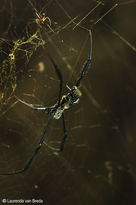 A web of gold Golden Orb Web Spider photographed in Wilderness Geotagged,Nephila inaurata,Red-legged golden orb-web spider,South Africa
